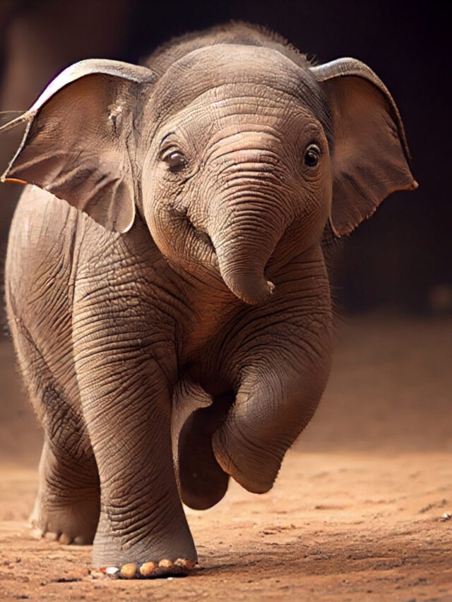 10 lesser known facts about a baby elephant - Byju's Blog